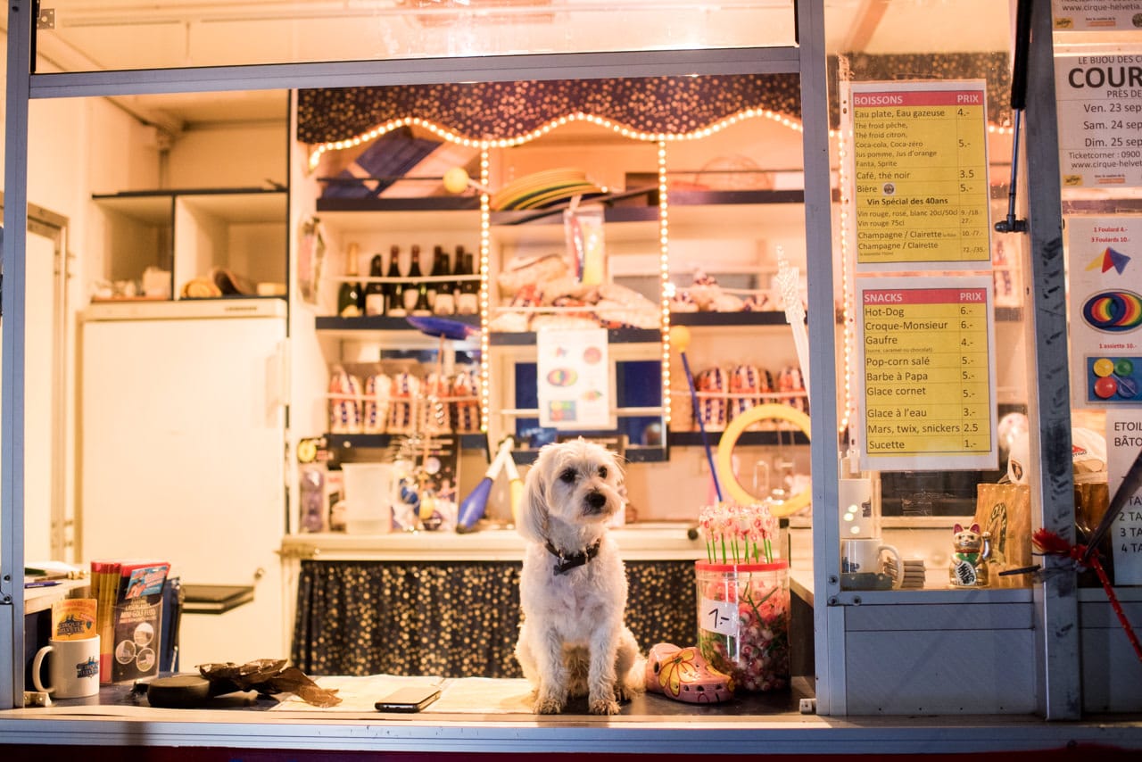 Scène insolite avec ce chien dans le chapiteau gruérien Scène insolite avec ce chien dans le chapiteau gruérien